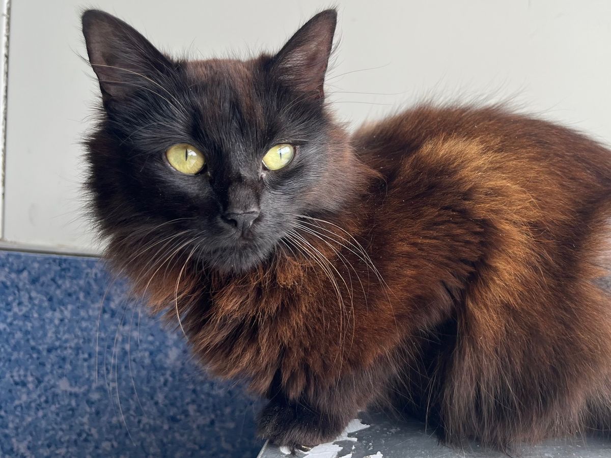 Gallery image: Missy