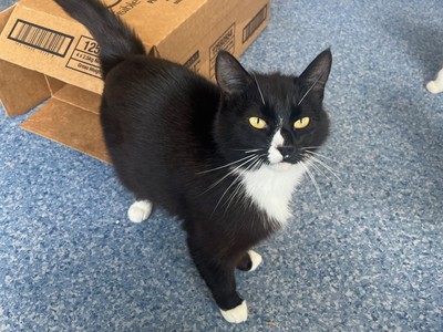 Lauryn - Domestic Short Hair