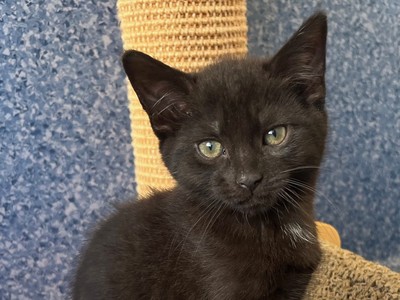 Lincoln - Domestic Short Hair