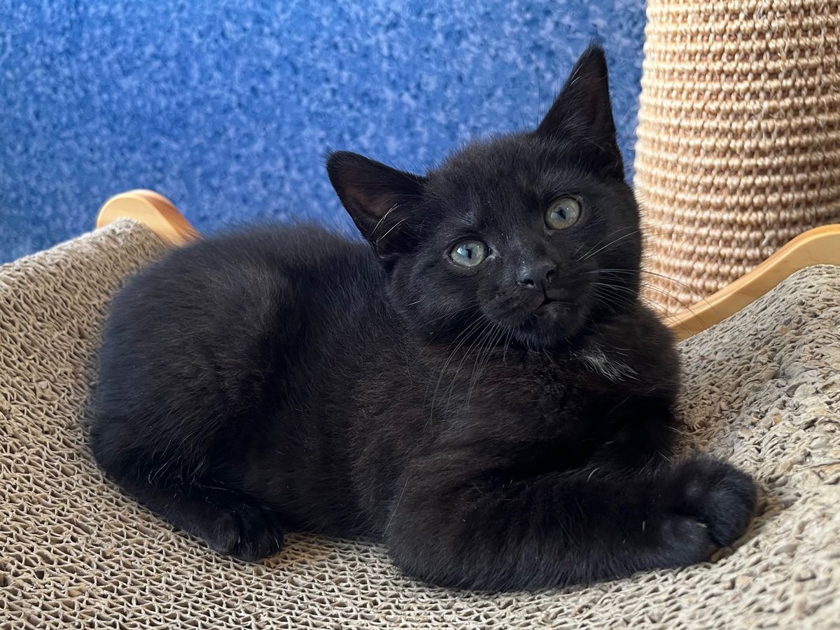 Gallery image: Lincoln