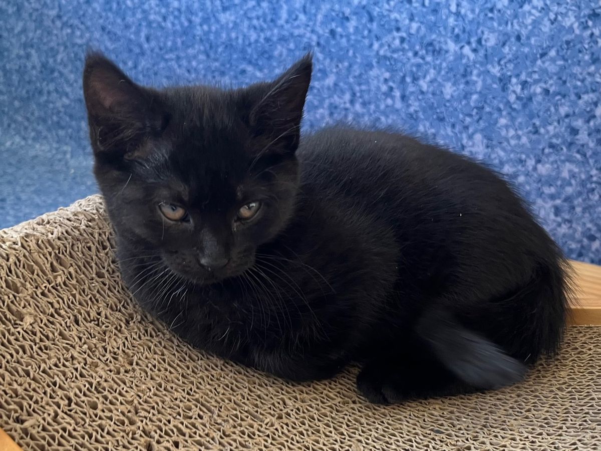 Gallery image: Sable