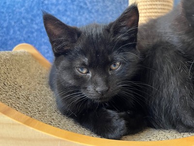 Sable - Domestic Short Hair