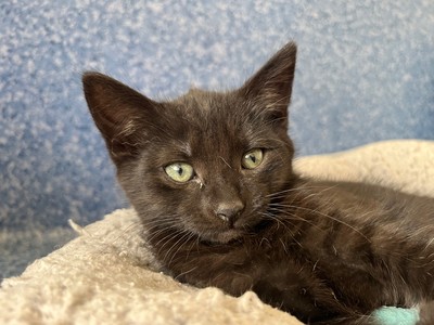 Bond - Domestic Short Hair