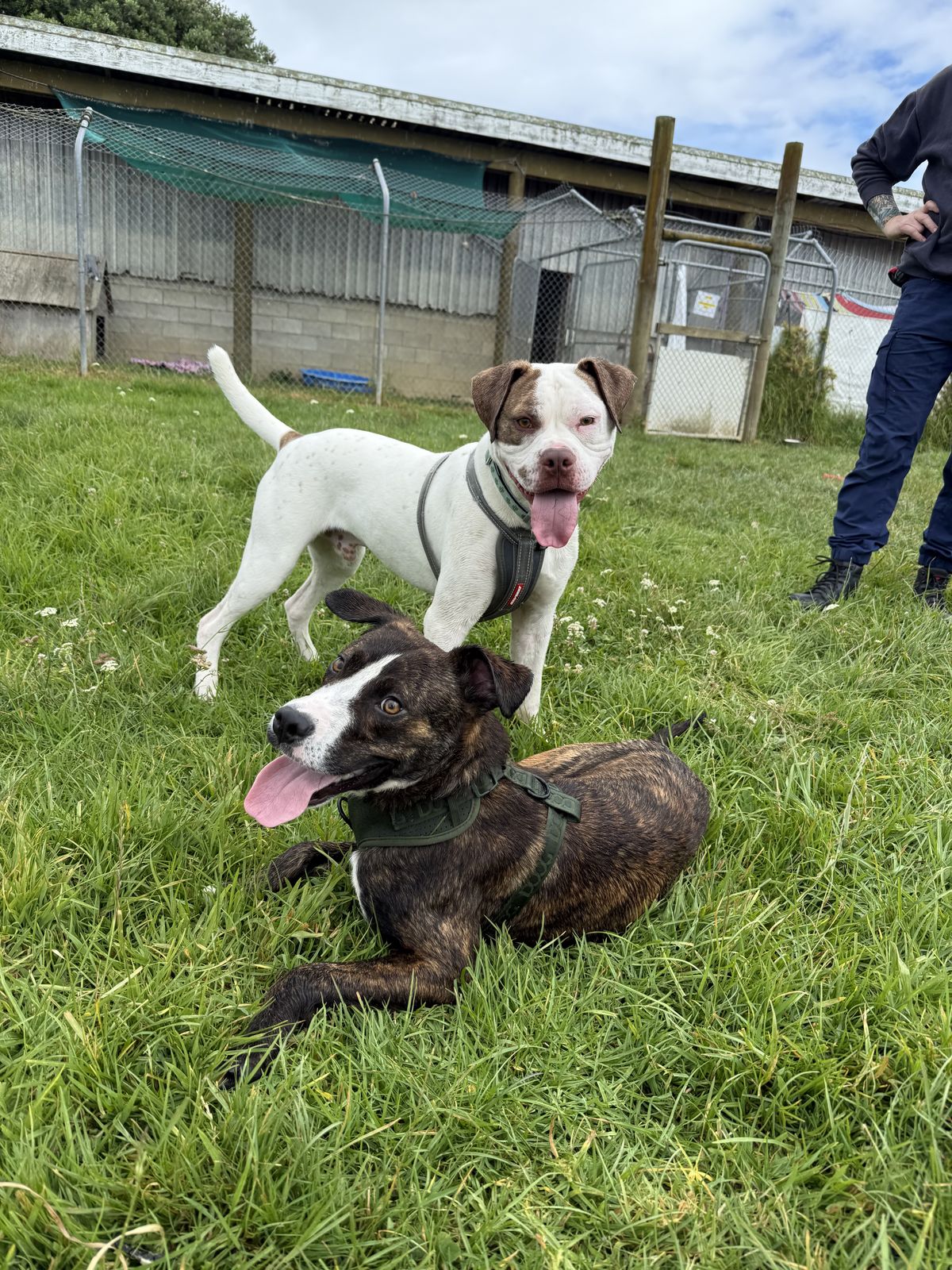 Gallery image: Kuzco