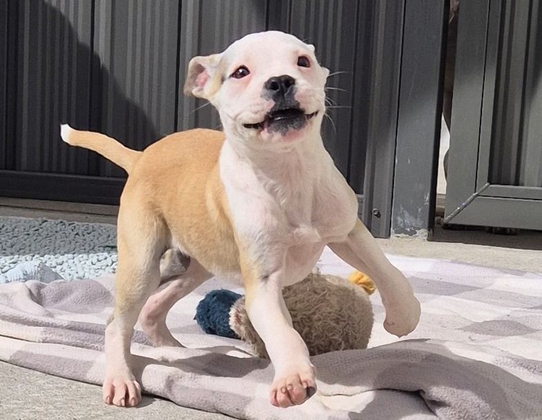 Gallery image: Violet