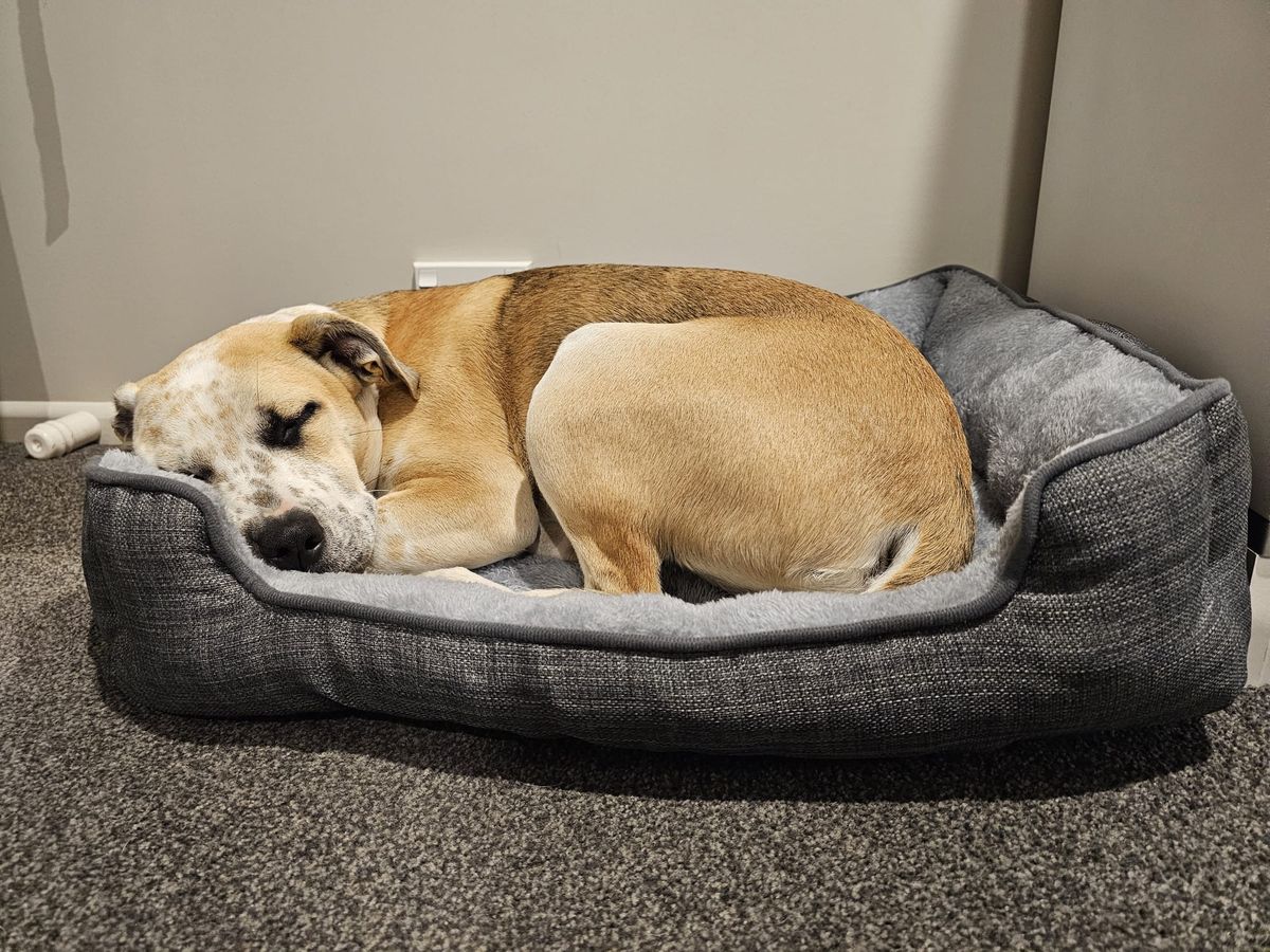 Gallery image: Taffy