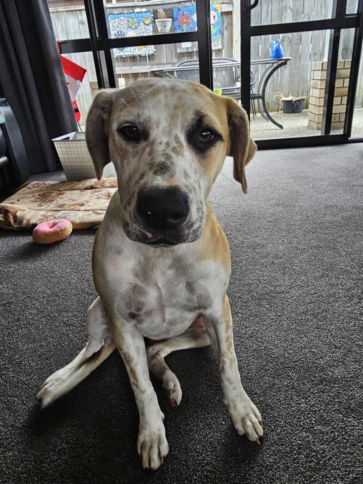 Gallery image: Taffy