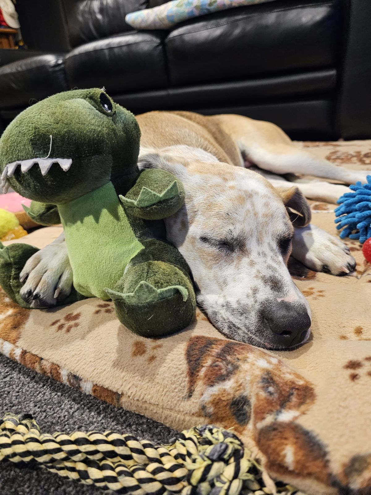 Gallery image: Taffy