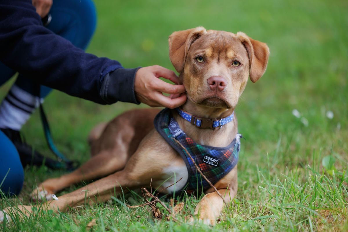 Gallery image: Frodo