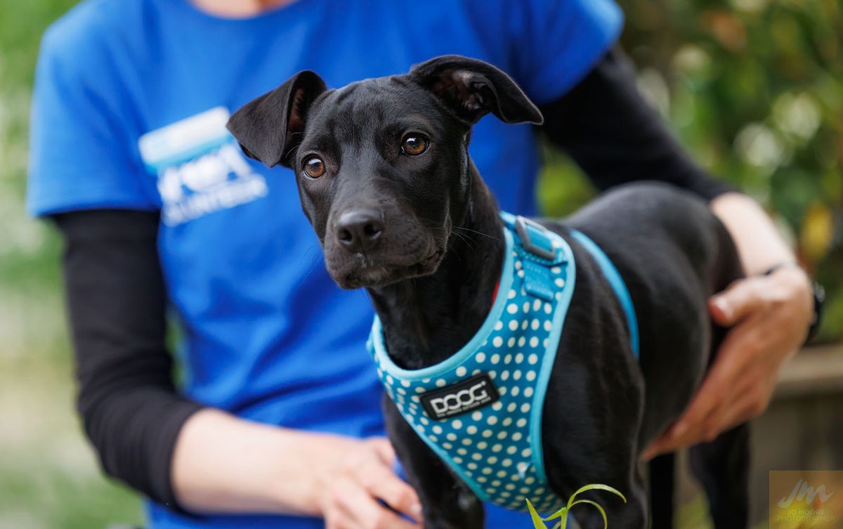 Gallery image: Pepper