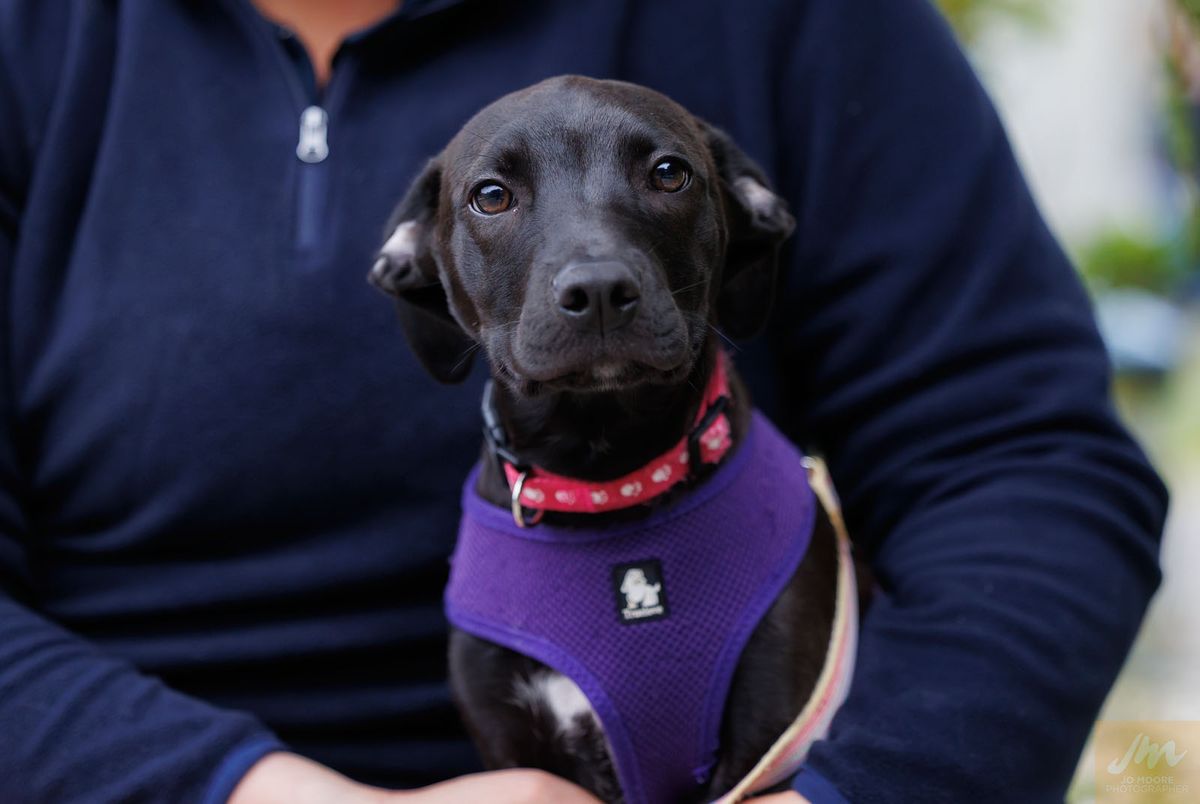 Gallery image: Olive