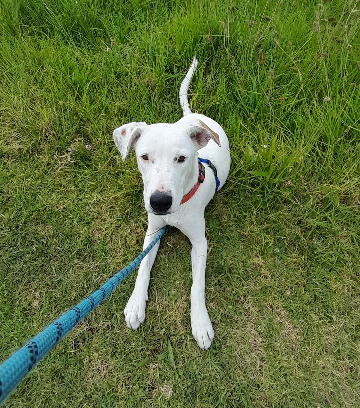 Gallery image: Benji