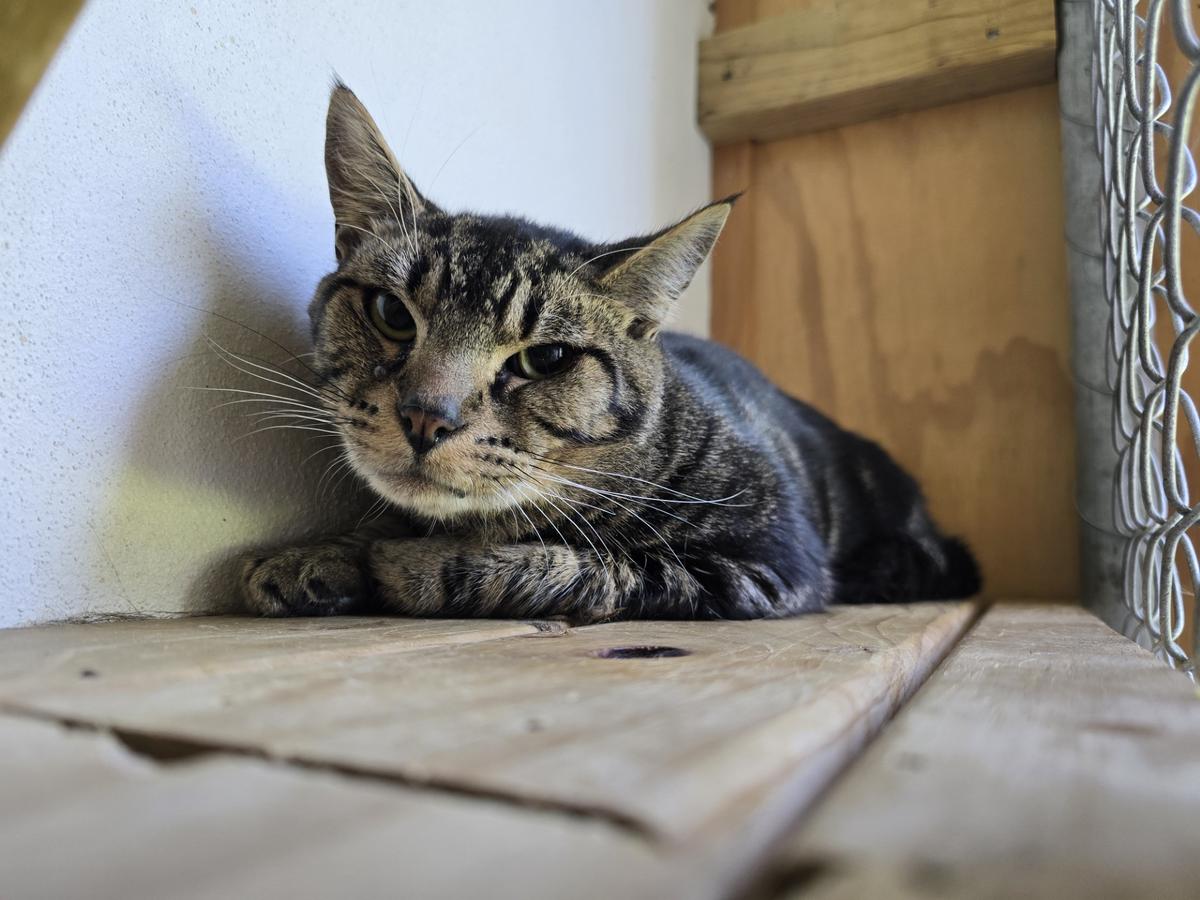 A brown tabby cat with a slightly grumpy, but sweet, face.