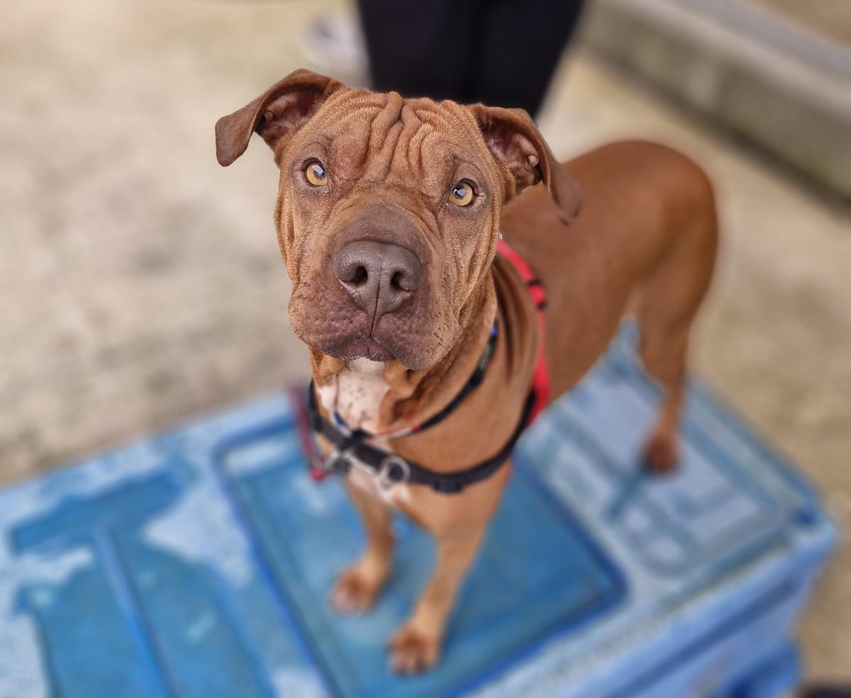 A wrinkly brown dog looks up at the camera.