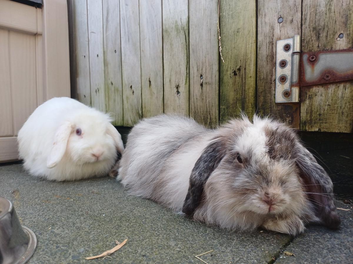 Two long-coated rabbits sit together.