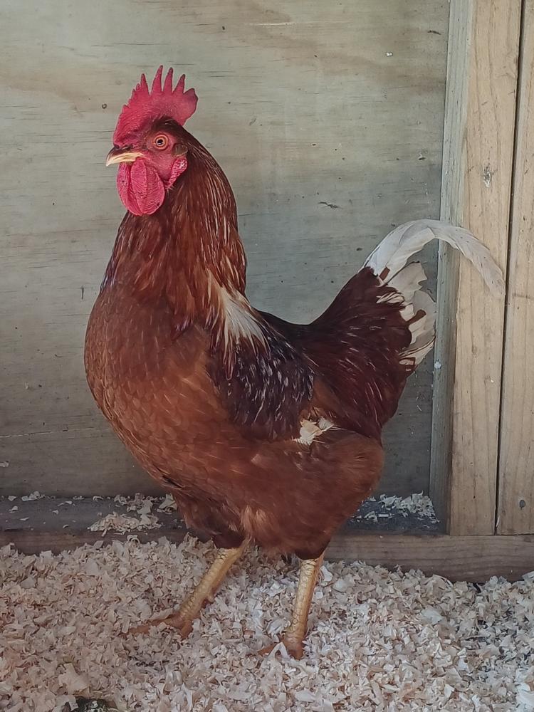 A brown rooster stands proudly with his leg out.