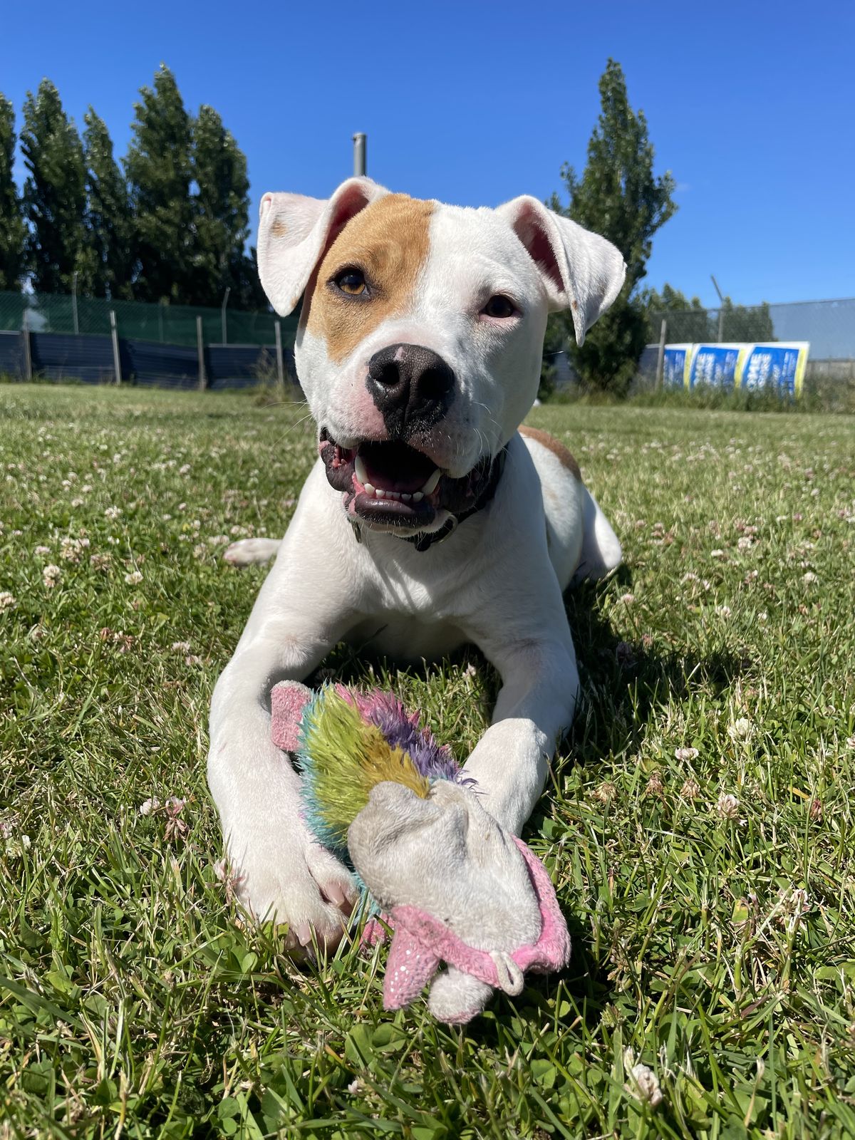 Gallery image: Rupert