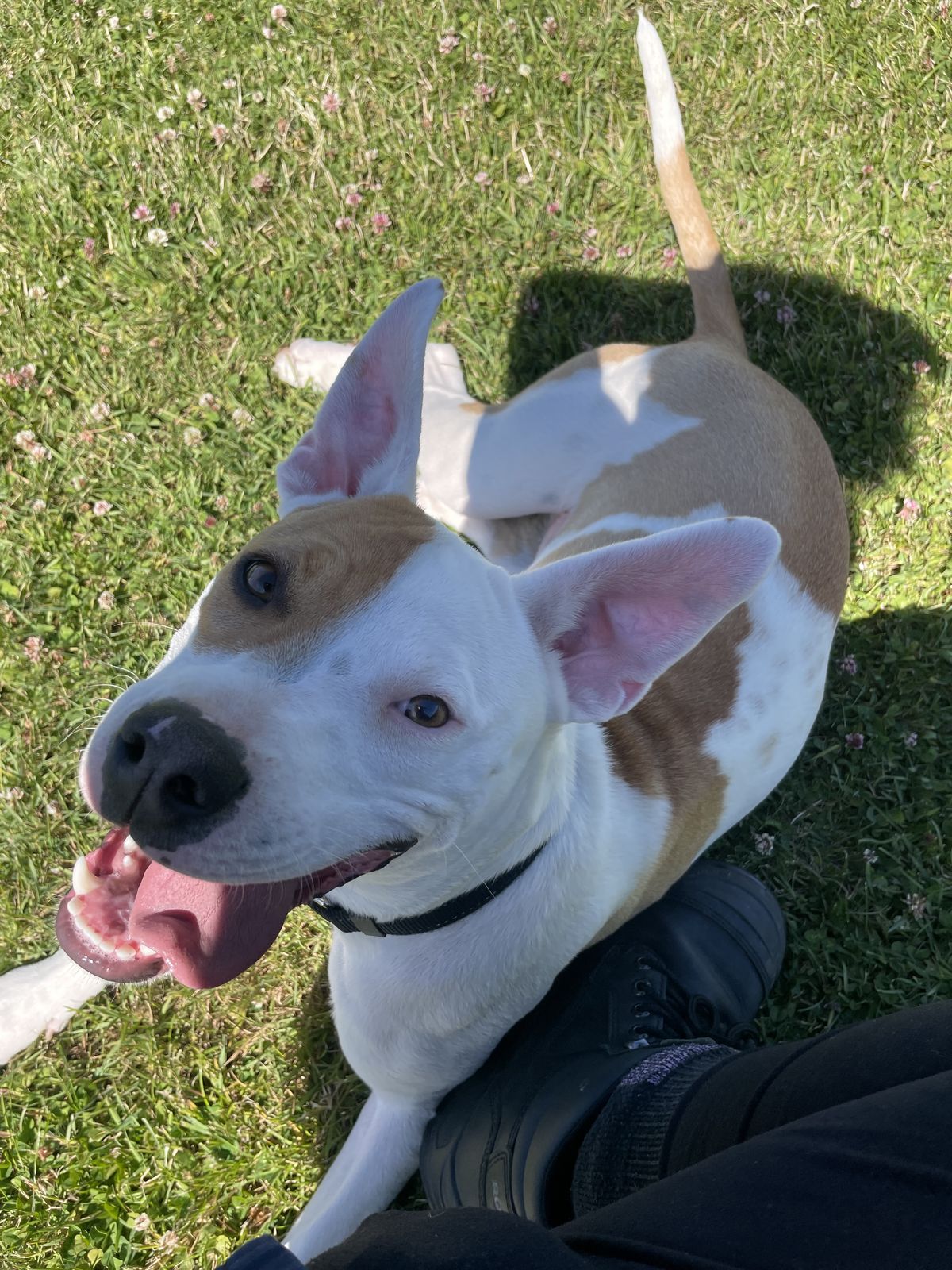 Gallery image: Rupert