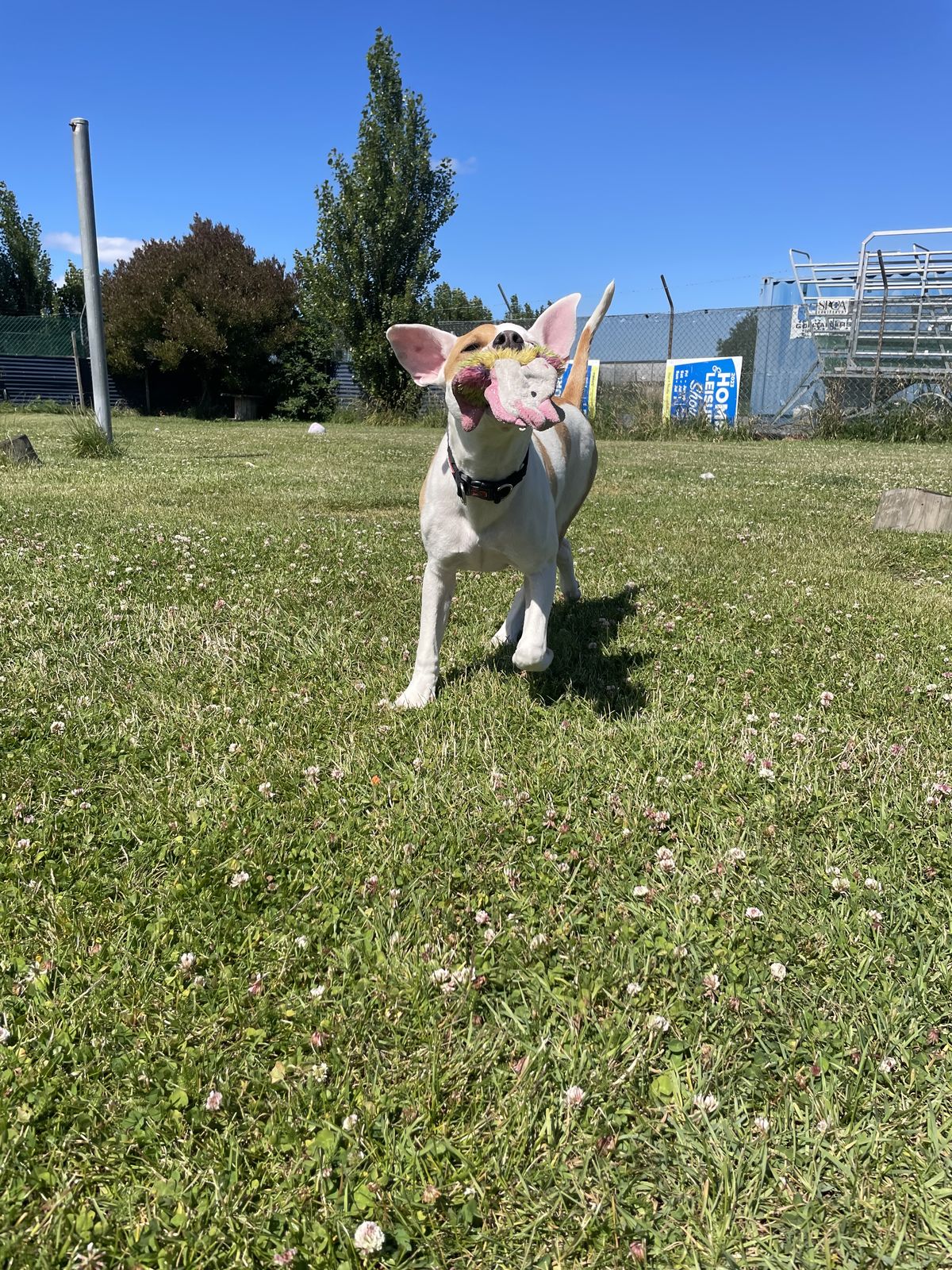 Gallery image: Rupert