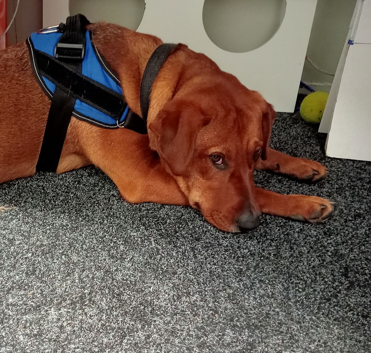 Gallery image: Sae-Dee