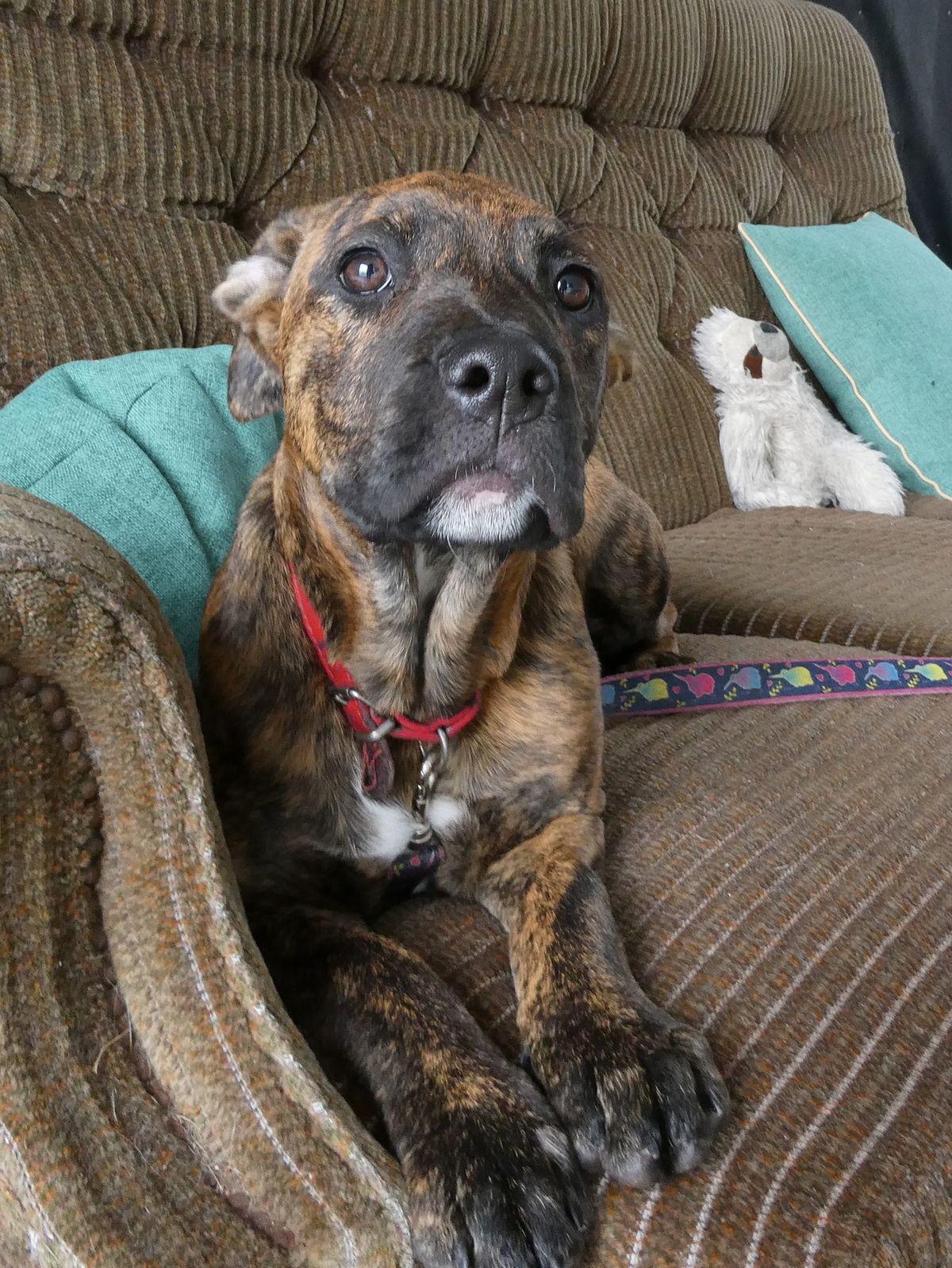 Gallery image: Starlet