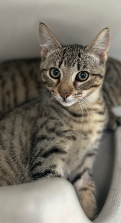 Merlot - Domestic Short Hair