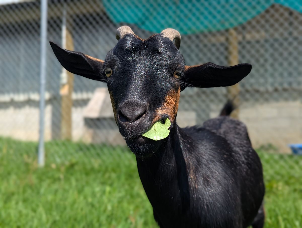 Gallery image: Mystic & Siren