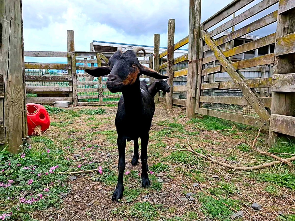 Gallery image: Mystic & Siren