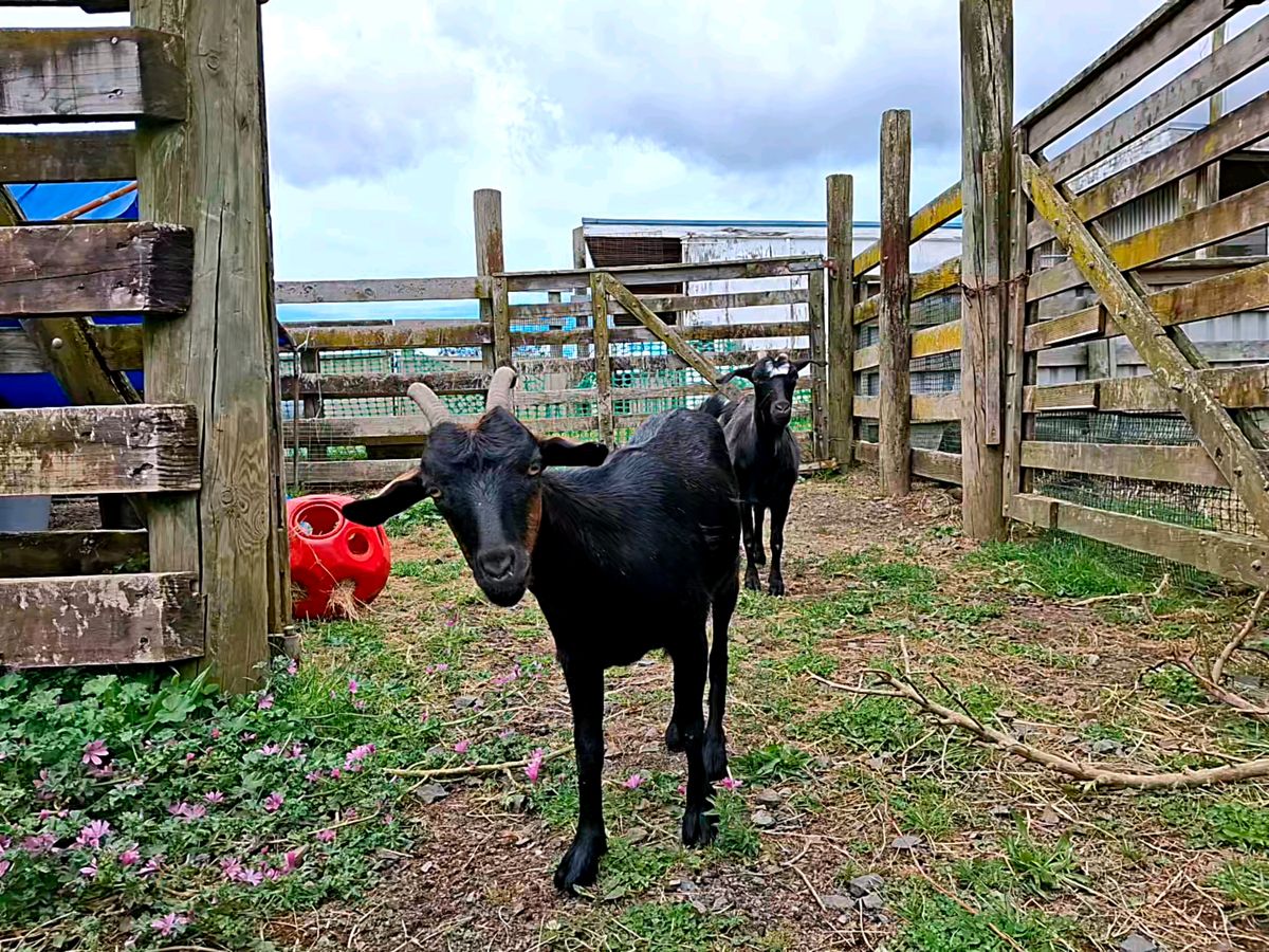 Gallery image: Mystic & Siren