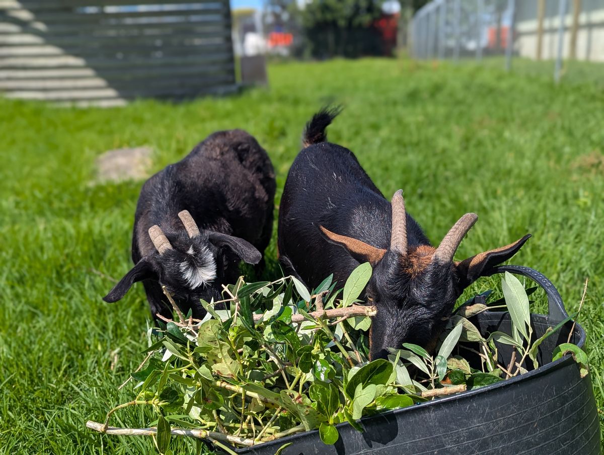 Gallery image: Mystic & Siren