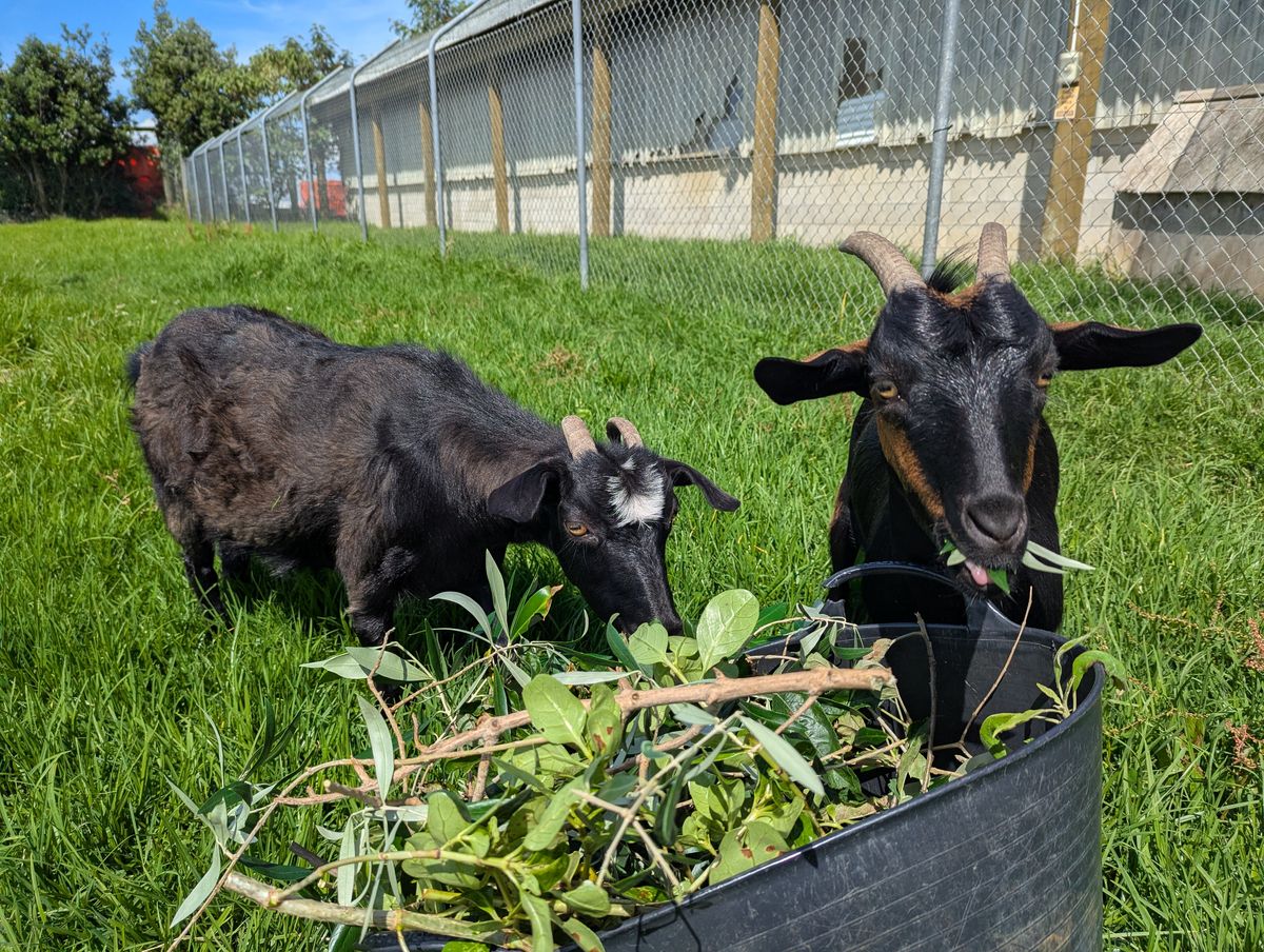 Gallery image: Mystic & Siren