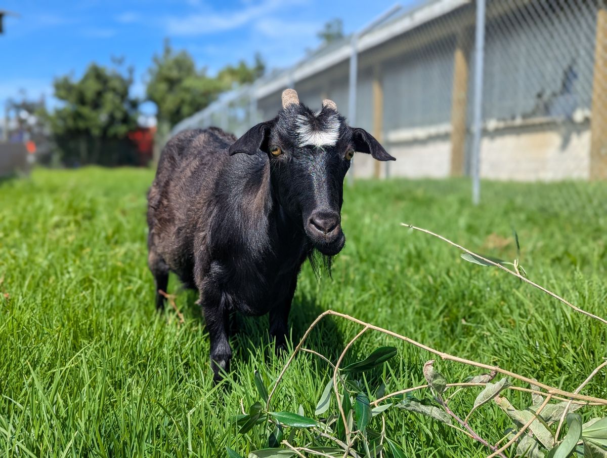 Gallery image: Mystic & Siren