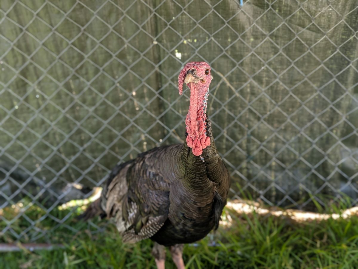 Gallery image: Celine