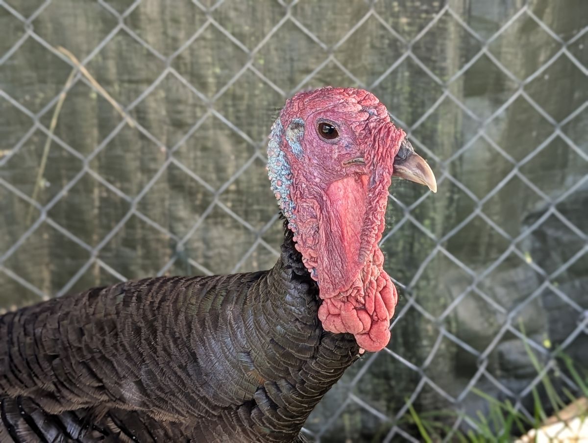 Gallery image: Celine