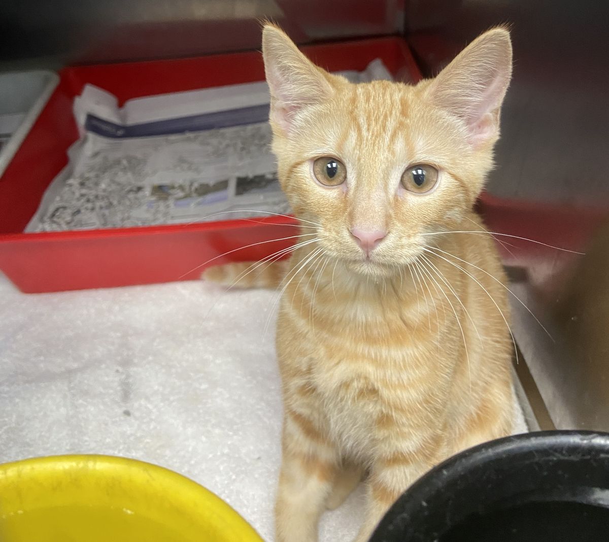 Gallery image: Hammie