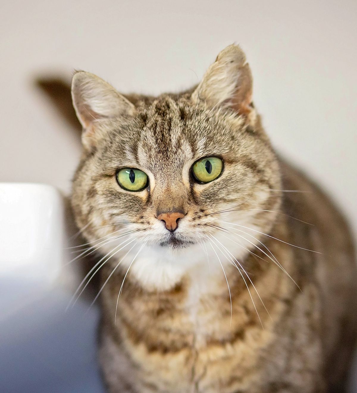 Gallery image: Grumblebee