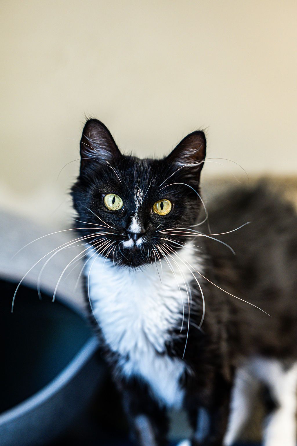 Gallery image: Blake