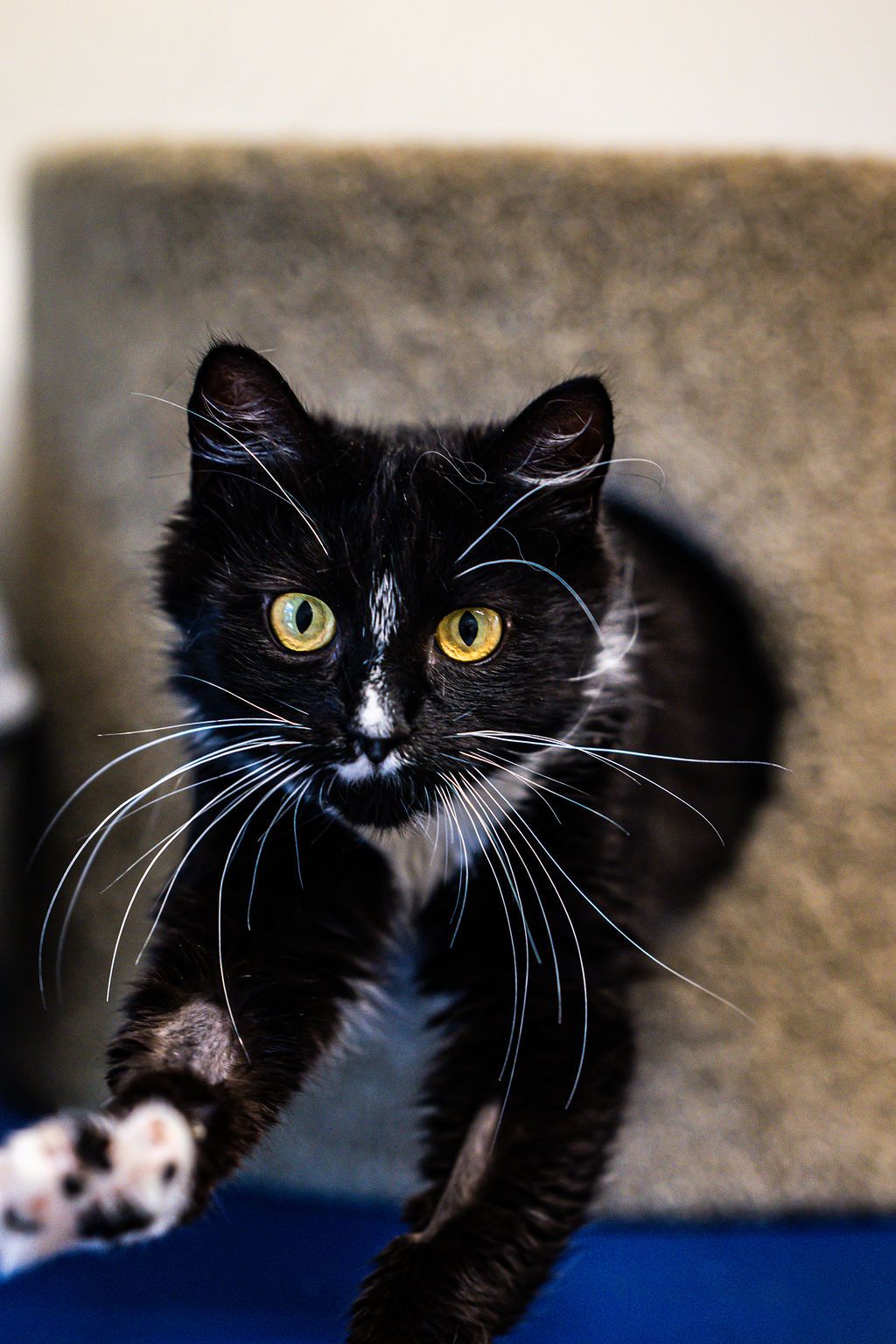 Gallery image: Blake