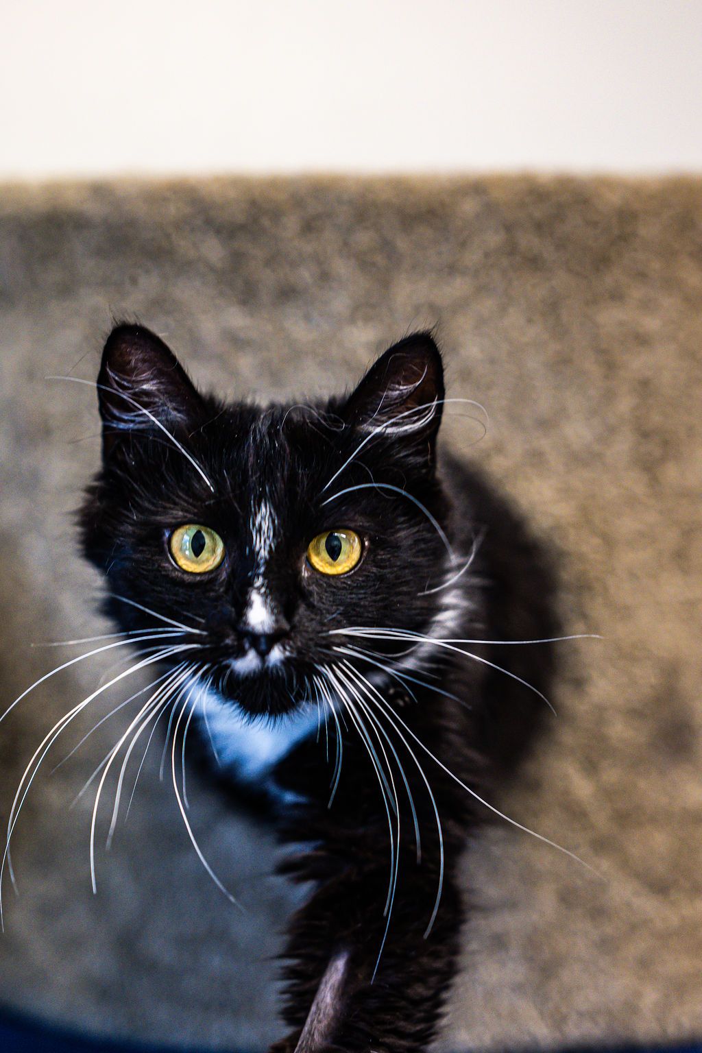 Gallery image: Blake