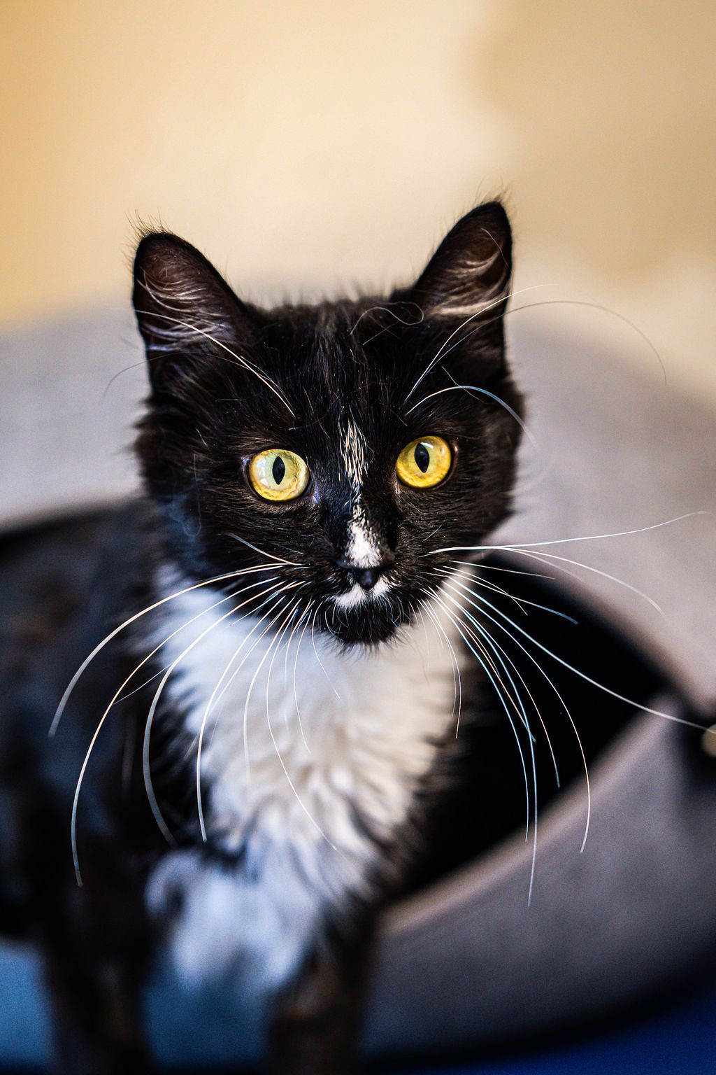 Gallery image: Blake