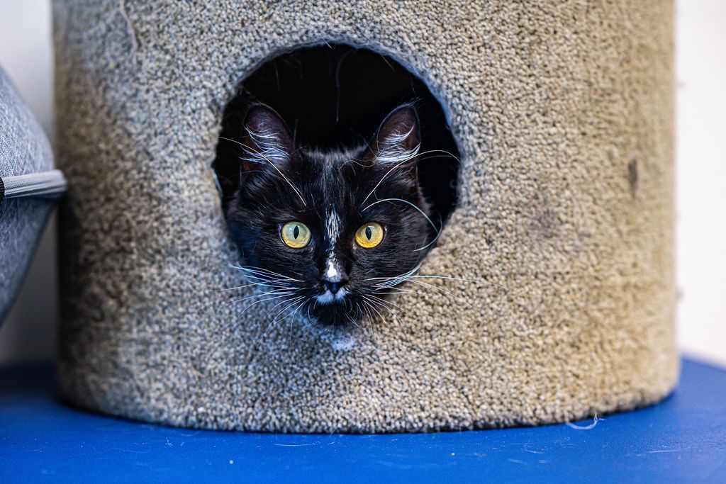 Gallery image: Blake