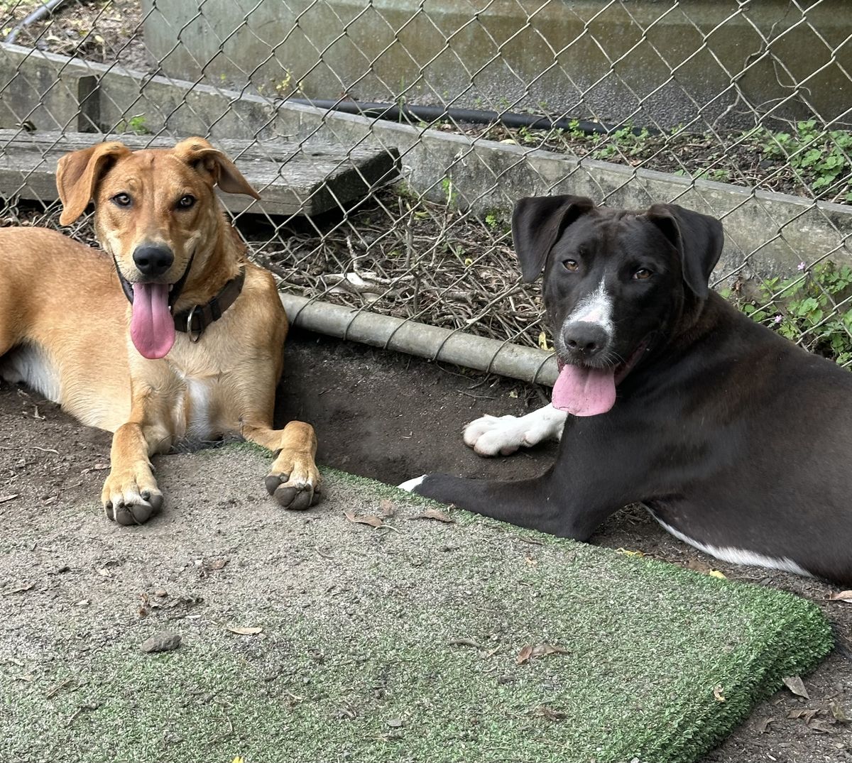 Gallery image: Pretzel