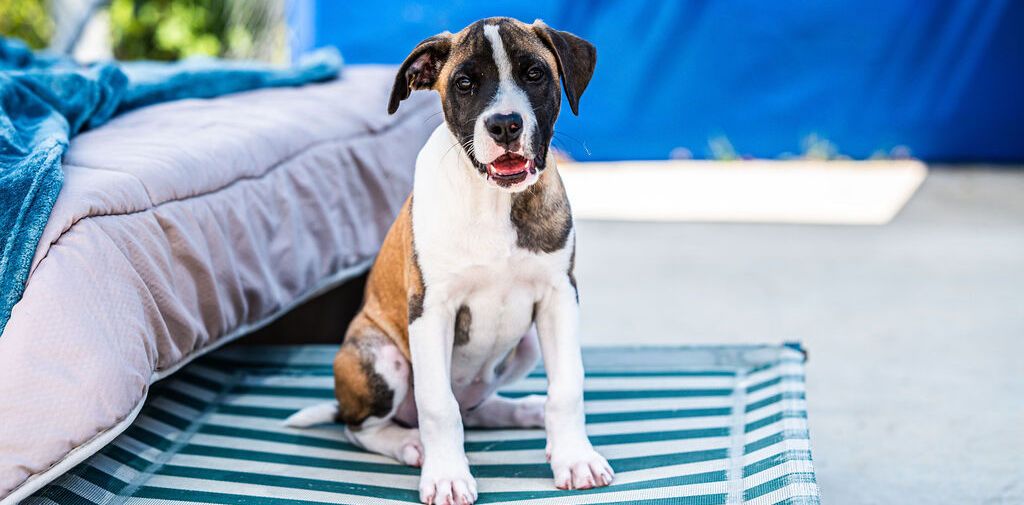 Gallery image: Tessa