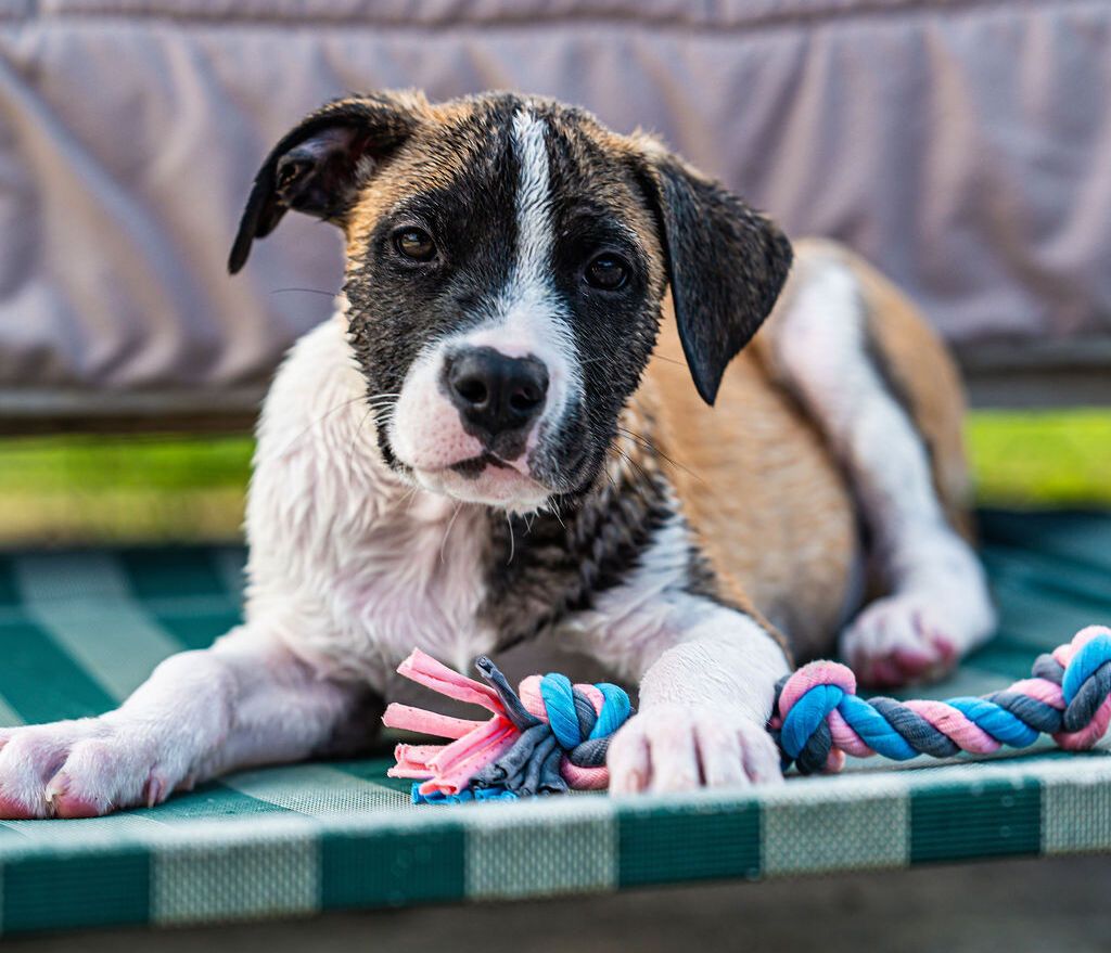 Gallery image: Tessa