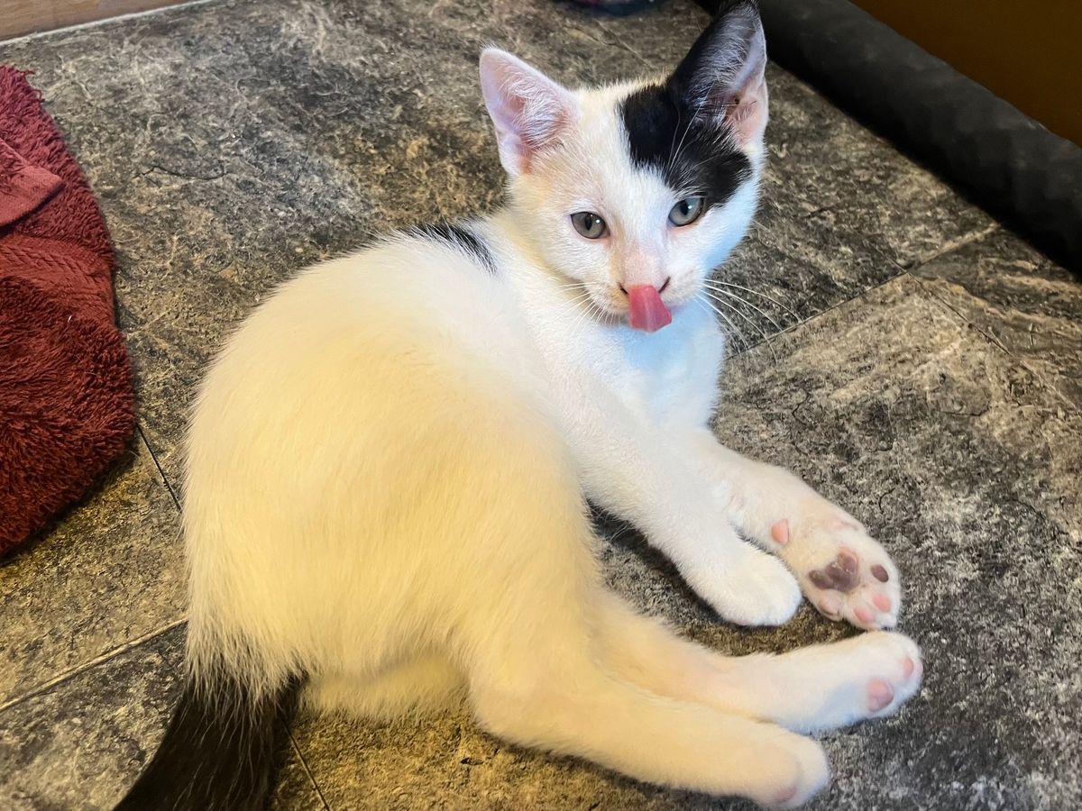 Gallery image: Spike