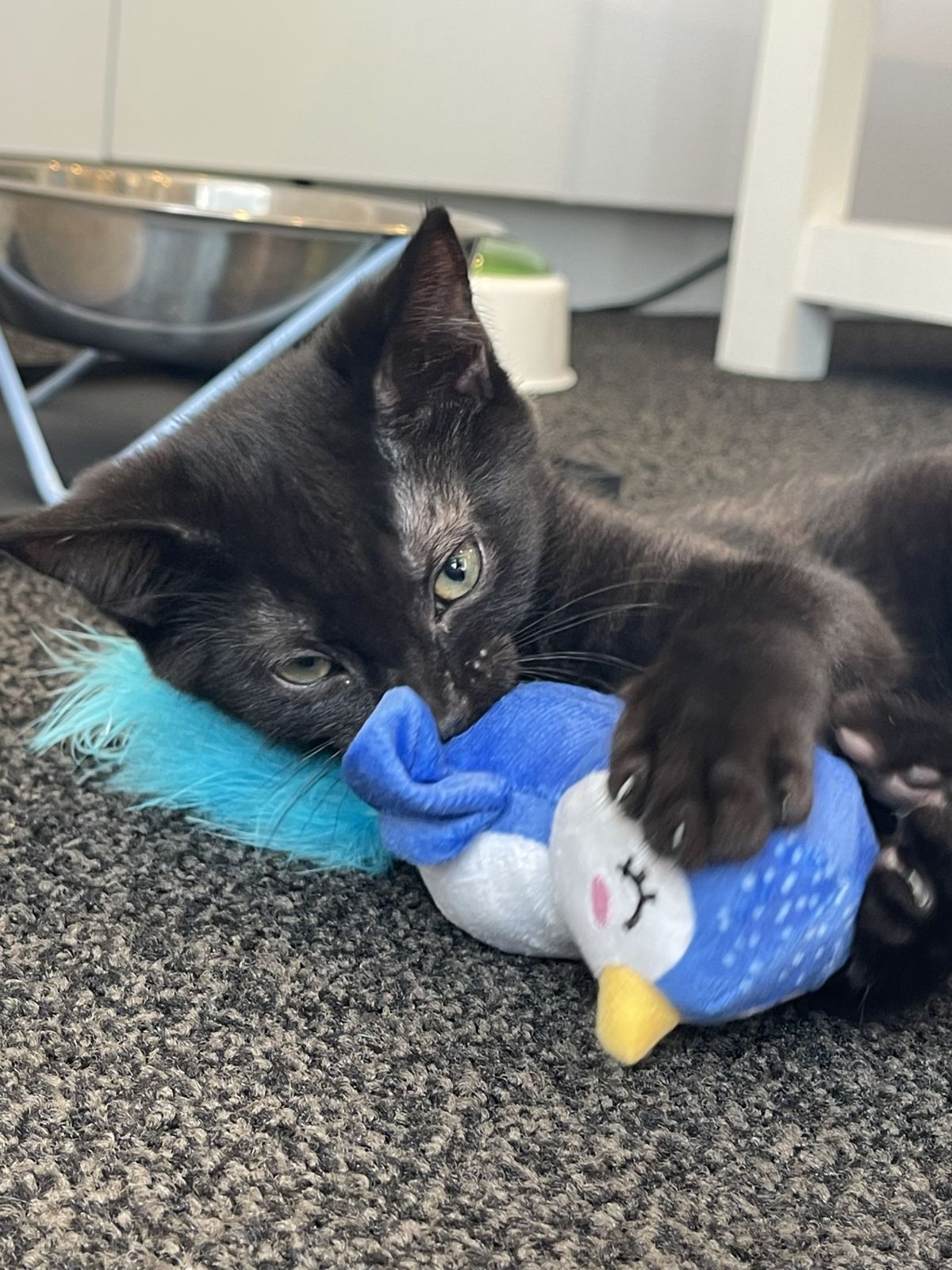 Gallery image: Smore