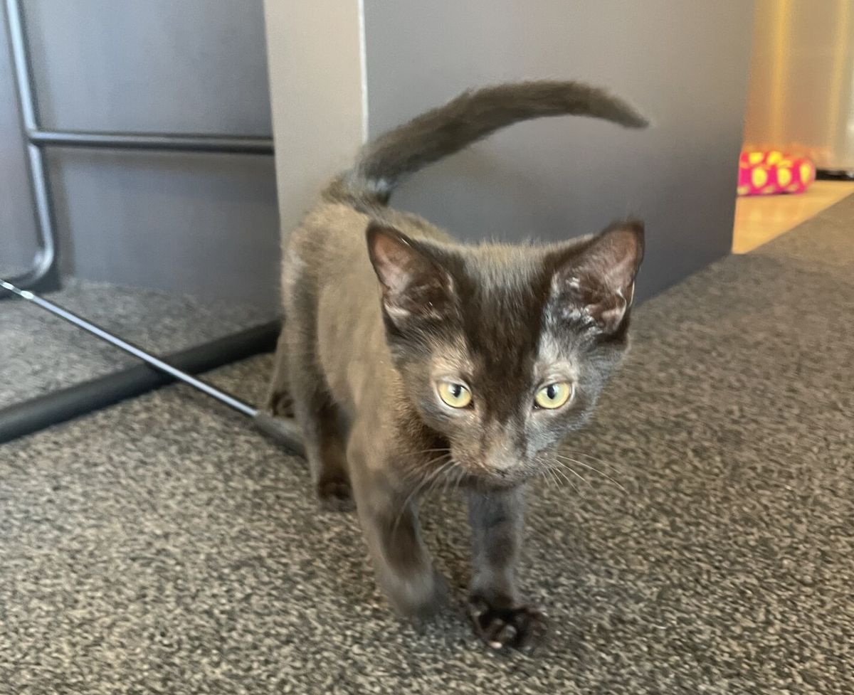 Gallery image: Smore