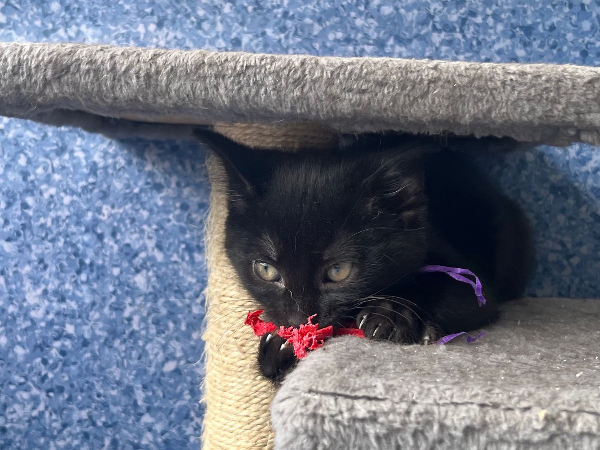 Gallery image: Totara