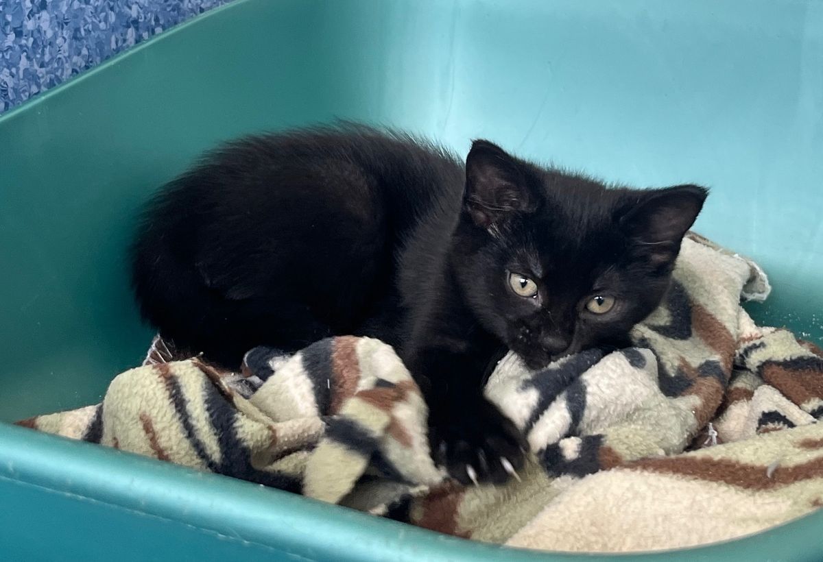 Gallery image: Totara