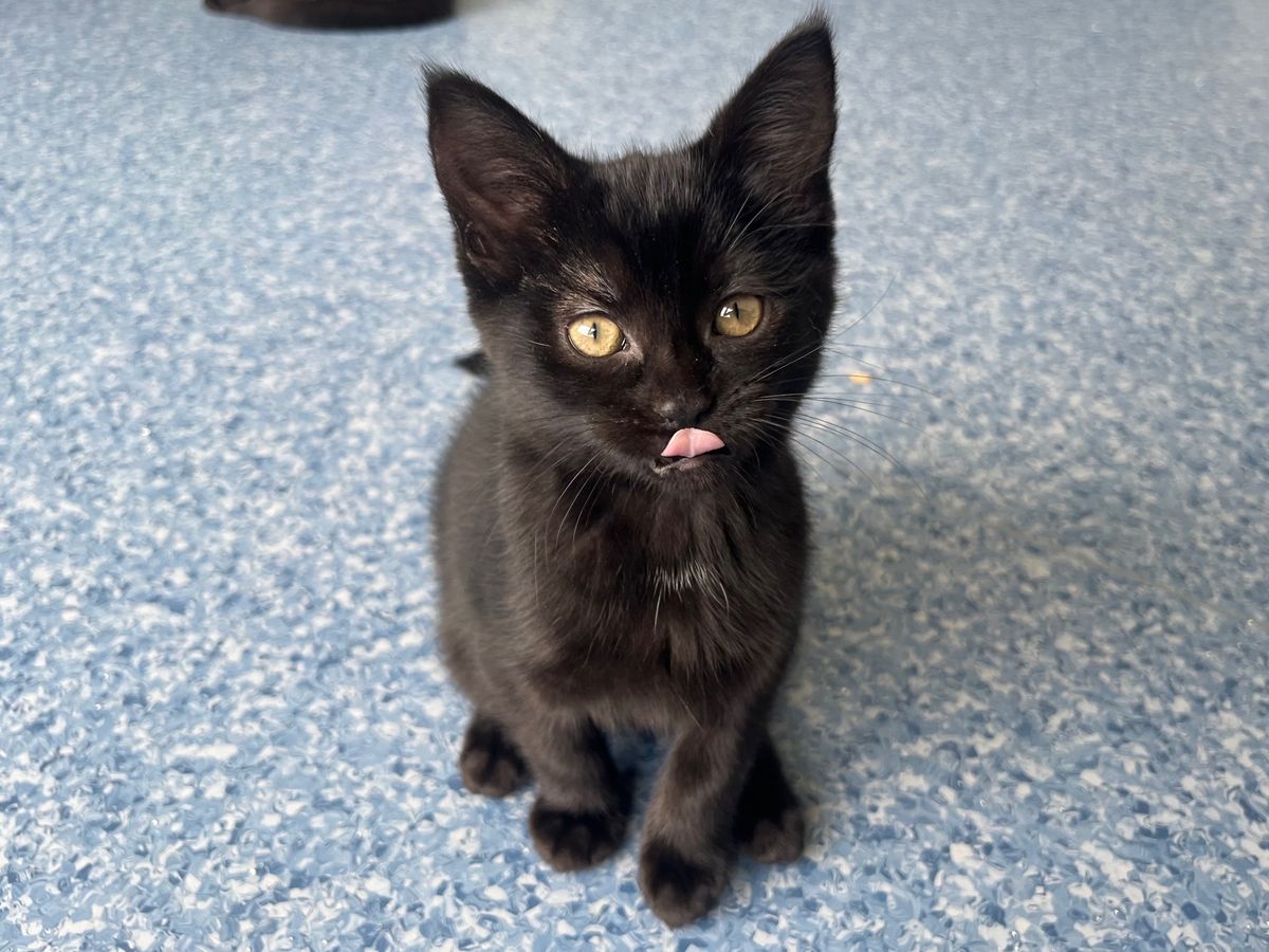 Gallery image: Kauri